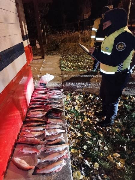 Policía detectó cargamento de truchas en un control vial