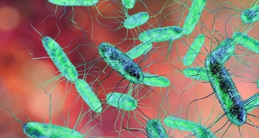 Preocupaci&oacute;n por casos de salmonelosis: c&oacute;mo prevenir contagios y proteger la salud